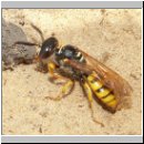 Philanthus triangulum - Bienenwolf w02.jpg